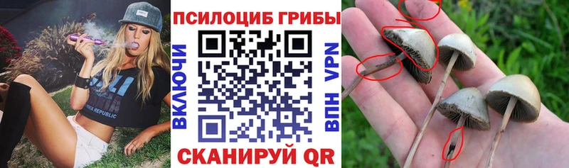 Галлюциногенные грибы мицелий  Кизилюрт 